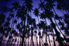 Hawaii, Molokai, Sunset Palms Tree Grove, Upward View Blue Golden Sky A29C PosterPrint - Item # VARDPI1997328