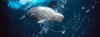 Beluga Whale in an aquarium, John G Shedd Aquarium, Chicago, Cook County, Illinois, USA Poster Print - Item # VARPPI76207