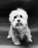 Dandie Dinmont Terrier puppy Poster Print - Item # VARSAL25531284