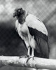 King Vulture perching on a branch Poster Print - Item # VARSAL25530393