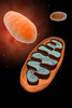 Microscopic view of mitochondria Poster Print - Item # VARPSTSTK700884H