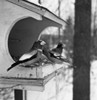 Birds in birdhouse Poster Print - Item # VARSAL255418222