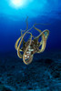Hawaii, Day Octopus (Octopus Cyanea) Sunburst, B1930 PosterPrint - Item # VARDPI1998485