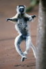 Verreaux's sifaka (Propithecus verreauxi) dancing in a field  Berenty  Madagascar Poster Print by Panoramic Images (16 x 24) - Item # PPI119397
