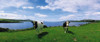 Durrus, Sheep's Head, Co Cork, Ireland; Friesian Cattle PosterPrint - Item # VARDPI1804560