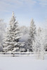 Trees Covered With Snow And Frost; Calgary, Alberta, Canada PosterPrint - Item # VARDPI1931540