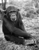 Chimpanzee sitting in a forest Poster Print - Item # VARSAL25525876