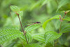 Hawaii, Maui, A closeup of a red dragonfly. PosterPrint - Item # VARDPI2116204