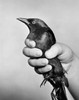 Close-up of a person's hand holding a bird Poster Print - Item # VARSAL25549843