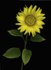 Sunflower PosterPrint - Item # VARDPI1792910