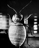 Bug hanging upside down Poster Print - Item # VARSAL25532327