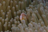 Pink anemonefish on its host anenome, Fiji Poster Print - Item # VARPSTTMO400389U