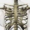 Three dimensional view of female sternum and rib cage Poster Print - Item # VARPSTSTK700254H