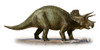 Triceratops prorsus, a prehistoric era dinosaur from the Late Cretaceous period Poster Print - Item # VARPSTSKR100093P