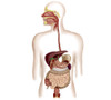 Anatomy of human digestive system Poster Print - Item # VARPSTSTK700003H