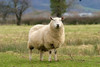 http://c328301.r1.cf1.rackcdn.com/PDDEU33DSL0055B.jpg