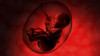 Human fetus inside amniotic sac Poster Print - Item # VARPSTSTK701190H