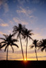 View Of Palm Trees At Sunset, Pale Blue Sky, Wispy Clouds PosterPrint - Item # VARDPI2002191
