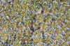 Close-up of open coral polyps, Papua New Guinea Poster Print - Item # VARPSTSJN400167U
