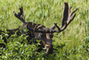 Moose near Lake Opeongo, Algonquin Provincial Park; Ontario, Canada PosterPrint - Item # VARDPI2429611