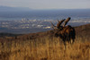 Bull Moose Grazing & Resting On Hillside Above Anchorage Chugach State Park Southcentral Ak Autumn PosterPrint - Item # VARDPI2151042