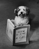 Dog reading a book Poster Print - Item # VARSAL25524954