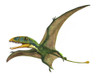 Dimorphodon macronyx, a prehistoric era pterosaur from the early Jurassic period Poster Print - Item # VARPSTSKR100005P