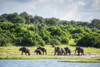 African Elephants (Loxodonta), Chobe National Park; Kasane, Botswana PosterPrint - Item # VARDPI12281733