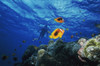 Low angle view of fish undersea, Okinawa Prefecture, Japan Poster Print - Item # VARPPI47440