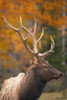 Bull Elk, Jasper National Park, Alberta, Canada PosterPrint - Item # VARDPI1801117