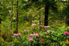 Pacific Rhododendron Flowers Poster Print by Panoramic Images (19 x 12) - Item # PPI99929