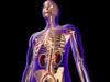 Transparent view of human body showing kidney and skeletal system Poster Print - Item # VARPSTSTK701121H