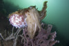 Full body view of a broadclub cuttlefish amongst a reef in green water, Komodo National Park, Indonesia Poster Print - Item # VARPSTSJN400665U