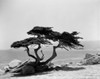 USA  California  Monterey  tree on shore Poster Print - Item # VARSAL255419139