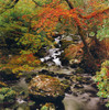Stream Near Glengariff, Co Cork, Ireland PosterPrint - Item # VARDPI1803054