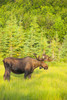 Bull moose in velvet, Kincaid Park, Anchorage, Southcentra Alaska, summer PosterPrint - Item # VARDPI12288664