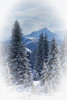 Forest In The Winter PosterPrint