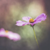 A delicate flower in the Jerusalem Botanical Garden; Jerusalem, Israel PosterPrint - Item # VARDPI12270107