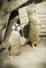 Meerkats standing upright at the Calgary Zoo; Calgary, Alberta, Canada PosterPrint - Item # VARDPI12257206
