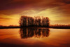 Silhouetted Trees Reflected On Water PosterPrint - Item # VARDPI1786495