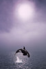 Orca Breaching In Fog Composite Alaska Southeast PosterPrint - Item # VARDPI2105303