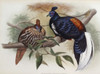Vieillot's Fireback John Gould Poster Print