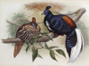 Vieillot's Fireback John Gould Poster Print - Item # VARSAL900139694