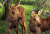Close Up Of Two Captive Moose Calves At Alaska Wildlife Conservation Center Summer Southcentral Alaska PosterPrint - Item # VARDPI2093974