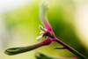 Close-up of colorful Cottonwood Bud PosterPrint - Item # VARDPI1976361