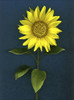 Sunflower PosterPrint - Item # VARDPI1792908