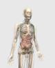 Transparent human body with internal organs, lymphatic system and circulatory system Poster Print - Item # VARPSTSTK701149H