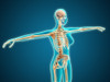 X-ray view of female body showing skeletal system Poster Print - Item # VARPSTSTK700612H