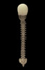 3D rendering of human vertebral column, rear view Poster Print