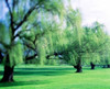 Willow Trees Poster Print by Panoramic Images (15 x 12) - Item # PPI79436